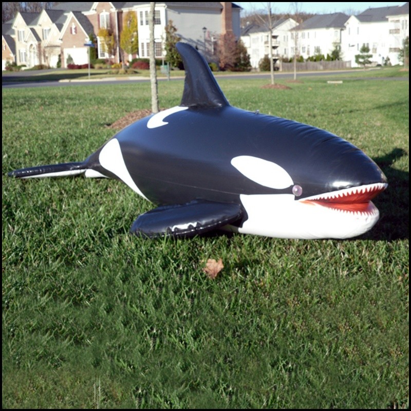 Inflatable Lifelike 84 inch Orca Whale JCALWHALE CozyDays