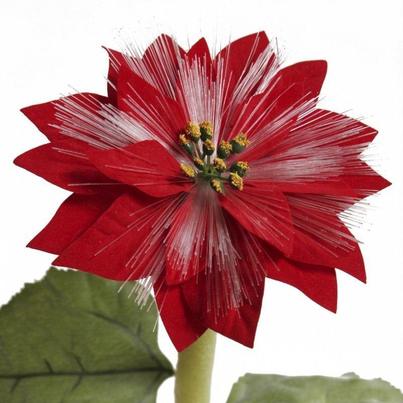 Solar Night Flowers - Poinsettia Solar Light alternative photo #0