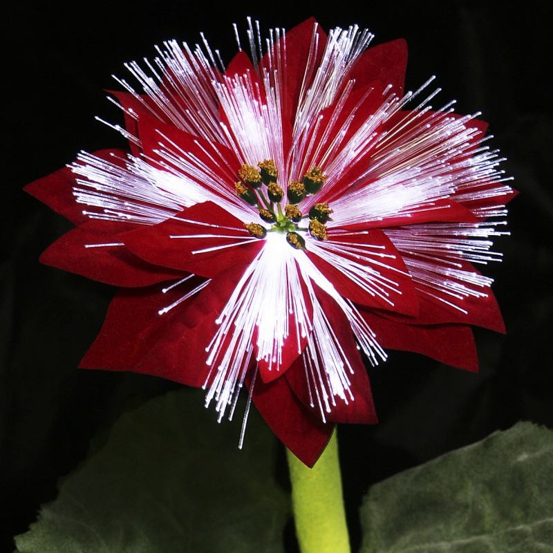 Solar Night Flowers - Poinsettia Solar Light alternative photo #1