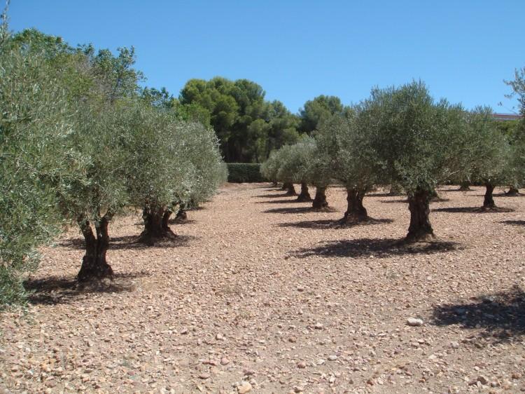 Olive Trees in Argan Del Rey